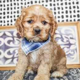 Nash - Red male Cocker Spaniel puppy in Rattan, Oklahoma from Double M Cocker Spaniels
