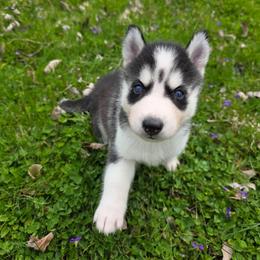 Sylvia - Black and white female Siberian Husky puppy in Brunswick, Ohio from Blue Star Siberians