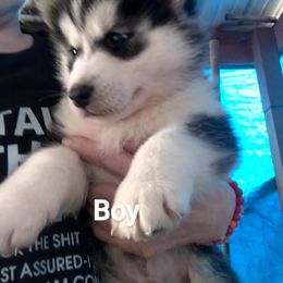 Siberian Husky Puppies from Husky Hollar