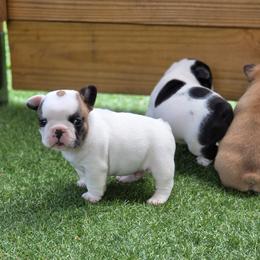 Pied boy - Fawn and white male French Bulldog puppy in Polk City, Florida from Best Friend Frenchies, LLC