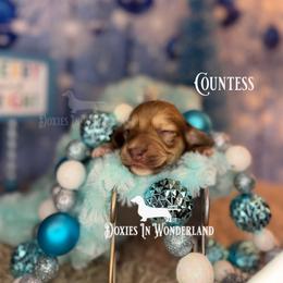 Countess - Cream female Dachshund puppy in Rainier, Oregon from Doxies in Wonderland