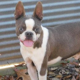 Gus - Boston Terrier