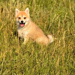 Bear - Red and white male Pomsky puppy in Uintah County, Utah from Bingo's Wolfhounds, Lollipop Pomskies