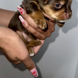 Yorkshire Terrier Puppies from A yorkie palace