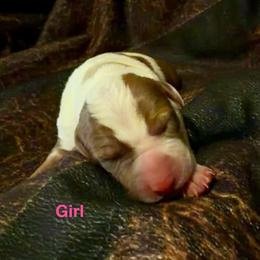 Girl 2 - Red merle female Catahoula Leopard Dog puppy in Peyton, Colorado from Gunslinger Catahoulas