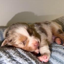 Everett - Red merle male Australian Shepherd puppy in Anniston, Alabama from All Hale Aussies