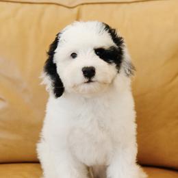 'Alfalfa' Blue Collar Male Medium Bernedoodle - Tri-color male Bernedoodle puppy in Kamas, Utah from A + E Farms