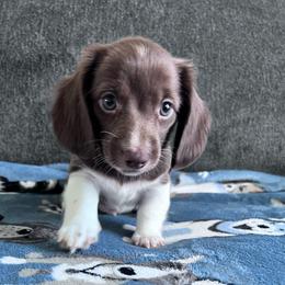 Aster - Piebald male Dachshund puppy in Ocala, Florida from Weenie Boops