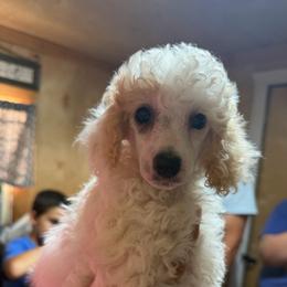 Lil Jean - Parti female Poodle puppy in Florence County, South Carolina from Modern Family Standards