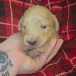 Dustin - Cream male Dachshund puppy in Barstow, California from Samy's Dachshund Den