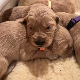 Golden Retriever Puppies from Contango Goldens