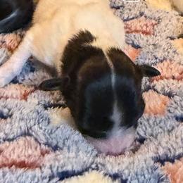 Girl 2 - White black and tan female Papillon puppy in Fremont, Michigan from Barque