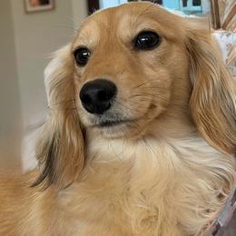 Lady - Dachshund
