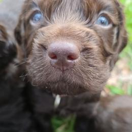 Brown - Liver male Boykin Spaniel puppy in Midland, Michigan from Ives Heritage Homestead