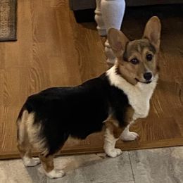 Cooper - Pembroke Welsh Corgi