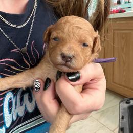 Skye - Red  female Poodle puppy in Cedar City, Utah from Precious Paws Ranch