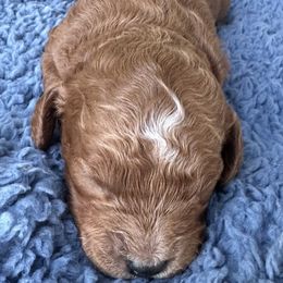 Max - Red male Cavapoo puppy in Camden, Michigan from FurEver Friends Finder