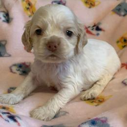 Boy 3 - Buff and white male Cocker Spaniel puppy in Gadsden, Alabama from Rich Cat’s