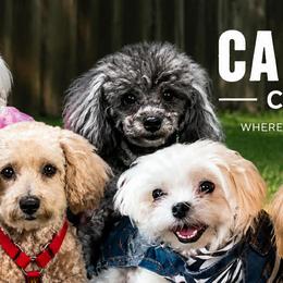 Cavapoos from Carolina Canines
