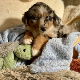 Ridge - Blue merle Miniature Australian Shepherd puppy in Somerset, Kentucky from Natural Life Ranch