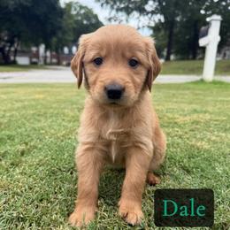 Dale - Golden male Golden Retriever puppy in Simpsonville, South Carolina from Upstate Revival Retrievers