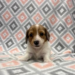 BOY 4 - Piebald male Dachshund puppy in Hoover, Alabama from Tide Town Doxies