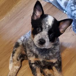Full mask - Blue speckled female Australian Cattle Dog puppy in Lenoir, North Carolina from Blue Coyote Ranch