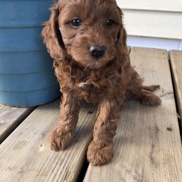 Cavapoo Puppies from Painter Cavapoos