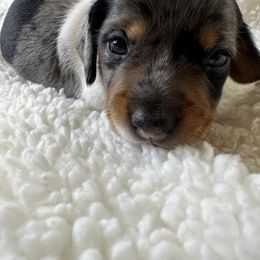 Dachshund Puppies from Teenie Tiny Doxies
