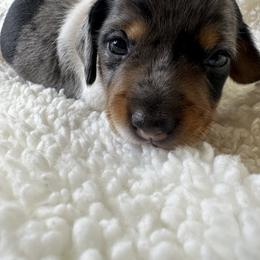 Dachshund Puppies from Teenie Tiny Doxies