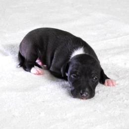 Yara Male 2 - Seal male Italian Greyhound puppy in Sparta Tn And Caryville Fl, Tennessee from Summerwind Kennel