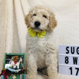 Pyredoodle and Sheepadoodle Puppies from Davis Family Doodles