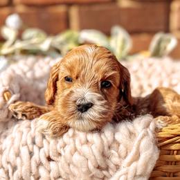 Purple Collar - Lord Anthony - Caramel male Australian Labradoodle puppy in Decatur, Alabama from Southern Meadows Doodles