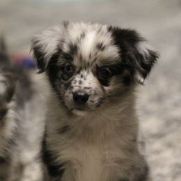 Australian Shepherd, Miniature Australian Shepherd, and Toy Australian Shepherd Puppies from Elmo’s Toy and Miniature Australian Shepherds