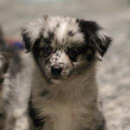Australian Shepherd, Miniature Australian Shepherd, and Toy Australian Shepherd Puppies from Elmo’s Toy and Miniature Australian Shepherds