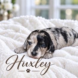 Huxley - Dapple male Dachshund puppy in Mountainburg, Arkansas from Charisma Dachshunds