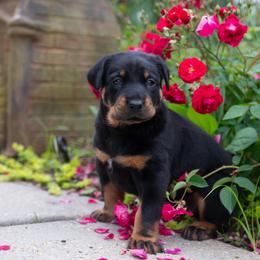 Beauceron Puppies from Feu de l'Âme Beaucerons