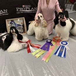 Cocker Spaniel Puppies from Dalin Cockers