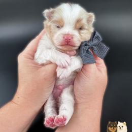 Boy 1 - Chocolate merle male Pomeranian puppy in Menifee, California from Petite Poms Of CA
