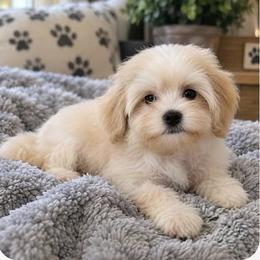 Teddy - Apricot male Maltipoo puppy in Mooresville, North Carolina from Clearview Canines