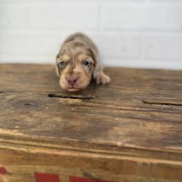 Carlton - Dapple male Dachshund puppy in Squires, Missouri from Hudson’s Hounds