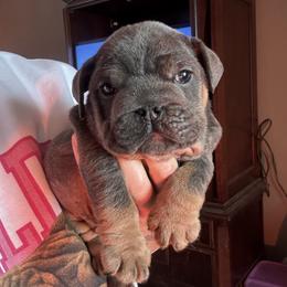 Rascal - Blue tri-color male Bulldog puppy in Fort Oglethorpe, Georgia from Jhuntfrenchies