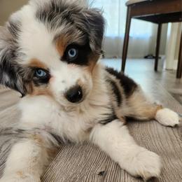 Miniature American Shepherd and Toy Australian Shepherd All Grown Up from Riverstone Aussies