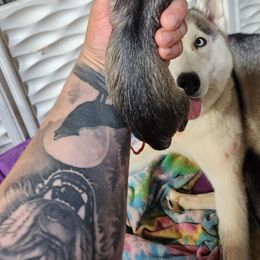 Siberian Husky Puppies from Spirit of the Moon Siberians