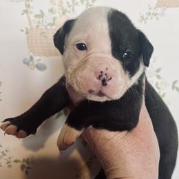 5 - female Alapaha Blue Blood Bulldog puppy in Grafton, Ohio from Eclipse Alapaha Kennels