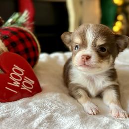 Chihuahua Puppies from Sunset Eves Chihuahuas