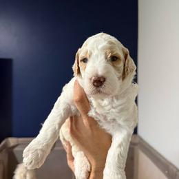 Blue collar - Cream male Goldendoodle puppy in Cape Coral, Florida from Magnolia Doodles co.