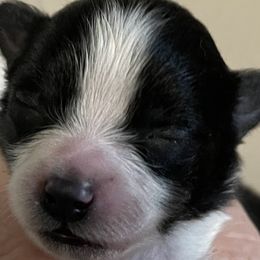 Girl 2 - Pomeranian puppy in Skipperville, Alabama from Nay Nay’s Babies