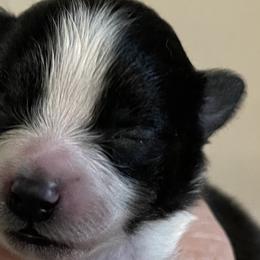 Girl 2 - Pomeranian puppy in Skipperville, Alabama from Nay Nay’s Babies