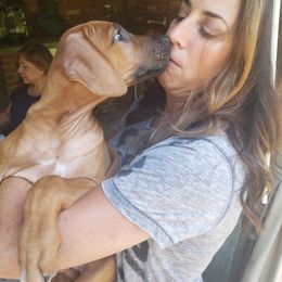 Rhodesian Ridgeback Puppies from Lyonnese Rhodesian Ridgebacks- Debbie Holly